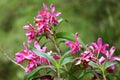 Vivid pink wild Orchid flowers on Huayna Picchu Mountain, Machu Picchu, Cusco, Peru Royalty Free Stock Photo