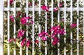 Vivid pink wild roses growing through white fence Royalty Free Stock Photo