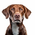 Vivid Portraiture: Contest-winning 8k Resolution Dog Portrait