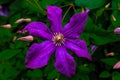 Vivid Purple Clematis Flower