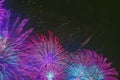 Vivid purple fireworks with sparks on dark sky. Explosive pyrotechnic devices for aesthetic and entertainment purposes Royalty Free Stock Photo