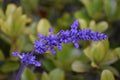 Vivid Purple flower in Fort Worth Texas