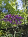Vivid Purple Garden Flowers with Lush Foliage and Serene Backdrop