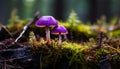 the vivid purple hues of the Amethyst Deceiver mushroom