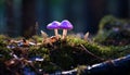 the vivid purple hues of the Amethyst Deceiver mushroom