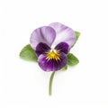 Vivid Purple Pansy Flower On White Background - Nature-inspired Imagery