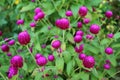 Vivid Purple Pink Globe Amaranth Flowers Among Vibrant Green Foliage