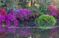 Spring Garden of Colorful Blooming Azaleas