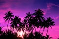 Vivid purple sunset on tropical beach with coconut palm trees Royalty Free Stock Photo