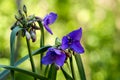 Vivid Purple Wild Spiderwort Flowers