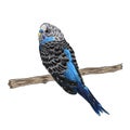 vivid realistic parrot sitting on tree branch