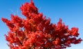 Vivid, red only, autumn japanese maple Acer palmatum tree with blue sky in the background, Japan