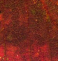 Vivid red autumn leaf texture with veins Royalty Free Stock Photo