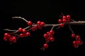 Vivid Red berries branch fall. Generate Ai Royalty Free Stock Photo