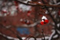 Vivid red bunch of snow covered mountain-ash berries on the brown twig. Blurred background. Bokeh. Royalty Free Stock Photo