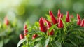 Vivid red chilli peppers maturing beautifully on healthy plants in a vibrant greenhouse setting