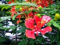 Vivid Red Flower of the Flame Tree Royalty Free Stock Photo