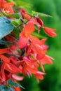 Vivid Red Flowers of Begonia boliviensis Royalty Free Stock Photo