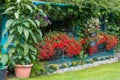 Vivid Red Flowers of Begonia boliviensis Royalty Free Stock Photo