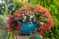 Vivid Red Flowers of Begonia boliviensis Royalty Free Stock Photo