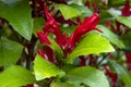 Vivid red flowers of a graptophyllum excelsum x ilicifolium or scarlet fuchsia