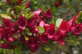 Vivid red flowers of a scarlet fuchsia shrub