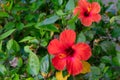 Vivid red hibiscus flower with green leaves is growing on a bush in summertime. Royalty Free Stock Photo