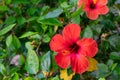 Vivid red hibiscus flower with green leaves is growing on a bush in summertime. Blooming of tropical flower hibiscus. Royalty Free Stock Photo