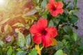 Vivid red hibiscus flower with green leaves is growing on a bush  in summertime Royalty Free Stock Photo