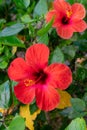 Vivid red hibiscus flower with green leaves is growing on a bush in summertime. Royalty Free Stock Photo