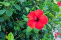 Vivid red hibiscus flower with green leaves is growing on a bush in summertime.