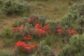 Indian Paintbrush Castilleja In Sagebrush Western Wildflower Scene