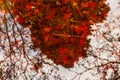 Vivid red maple leafs in the water. Royalty Free Stock Photo