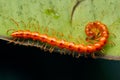 Vivid Red Millipede