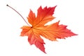 Vivid red and orange autumn tree leaf isolated on white background. Generative AI realistic illustration Royalty Free Stock Photo