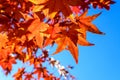 Vivid red and orange leaves of Acer platanoides or Norway maple tree, towards clear blue sky in a garden during a sunny autumn day Royalty Free Stock Photo