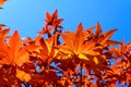 Vivid red and orange leaves of Acer platanoides or Norway maple tree, towards clear blue sky in a garden during a sunny autumn day Royalty Free Stock Photo