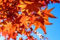 Vivid red and orange leaves of Acer platanoides or Norway maple tree, towards clear blue sky in a garden during a sunny autumn day Royalty Free Stock Photo