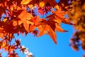 Vivid red and orange leaves of Acer platanoides or Norway maple tree, towards clear blue sky in a garden during a sunny autumn day Royalty Free Stock Photo