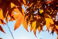 Vivid red and orange leaves of Acer platanoides or Norway maple tree, towards clear blue sky in a garden during a sunny autumn day Royalty Free Stock Photo