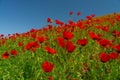 Vivid red poppies blanket the field, their delicate petals contrast against the clear blue sky. Royalty Free Stock Photo