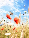 Vivid red poppies sway gently in the breeze Royalty Free Stock Photo