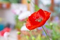 Vivid red poppy with blurred flowers on the background