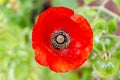 Vivid red poppy flower rich in pollen seen from top