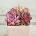 Vivid red and purple succulent echeveria in white pot