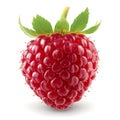 Vivid Red Raspberry Freshly Isolated on Pure White Background Royalty Free Stock Photo