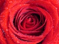 Vivid red rose background close up. Single red rose covered with water rain dew drops. Flower. Background. Royalty Free Stock Photo