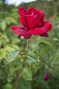 Vivid red rose with drops of dew on the petals Royalty Free Stock Photo