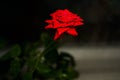 Vivid red rose with drops of dew on the petals Royalty Free Stock Photo