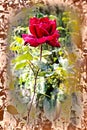 Vivid red rose with drops of dew on the petals Royalty Free Stock Photo